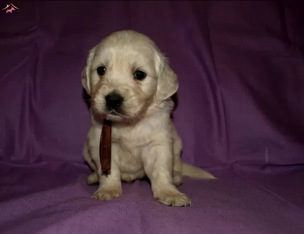 Baby Faceirk Ve Sağlık Garantili Golden Retriever Yavruları
