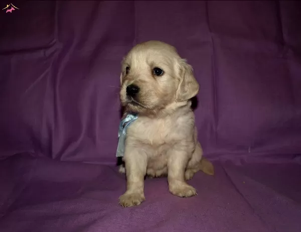 Baby Faceirk Ve Sağlık Garantili Golden Retriever Yavruları