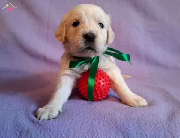 Baby Faceirk Ve Sağlık Garantili Golden Retriever Yavruları