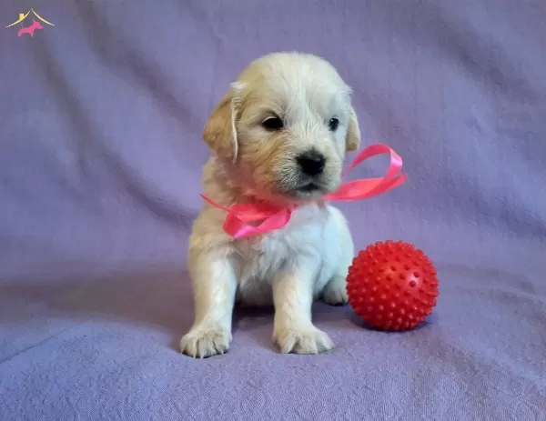 Baby Faceirk Ve Sağlık Garantili Golden Retriever Yavruları