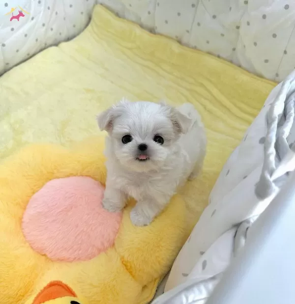 Teacup Boy Kore Basik Burun Yavrularımiz