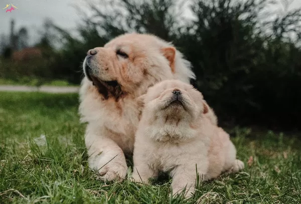 Ayı Surat Chow Chow Cin Aslanı Yavrularım
