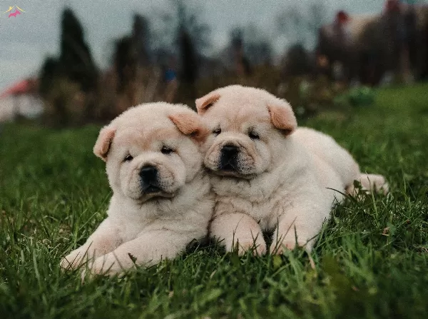 Ayı Surat Chow Chow Cin Aslanı Yavrularım