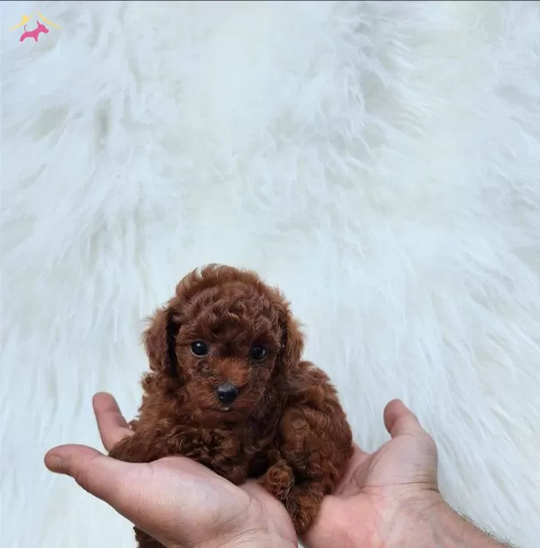 Redbrovn Toy Poodle Yavrularımizz