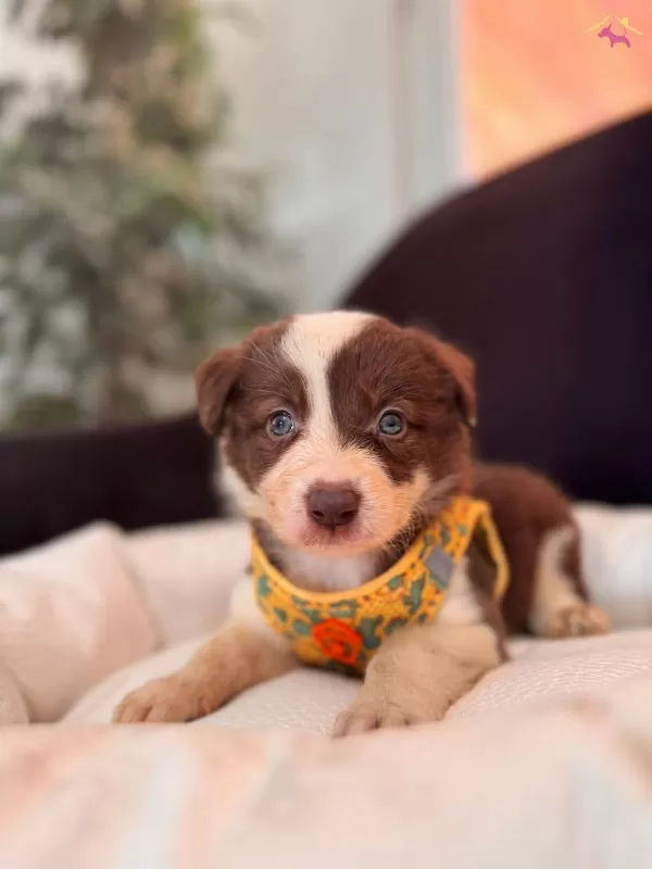 Dunyanın En Zeki Irkı Kızıl Border Collie Yavrularım