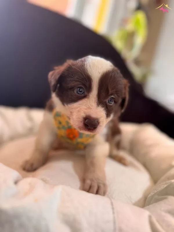 Dunyanın En Zeki Irkı Kızıl Border Collie Yavrularım