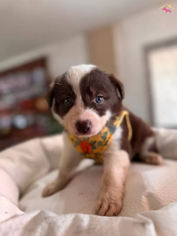 Dunyanın En Zeki Irkı Kızıl Border Collie Yavrularım