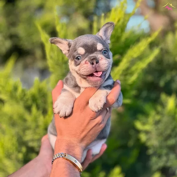 Lilac Tan French Bulldog Yavrularımız