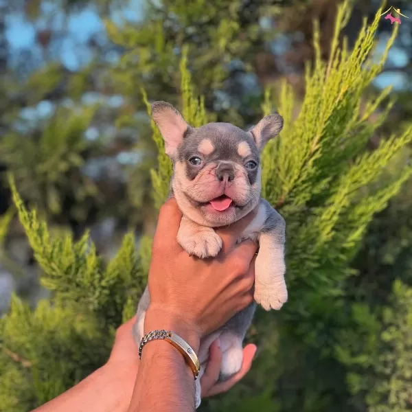 Lilac Tan French Bulldog Yavrularımız