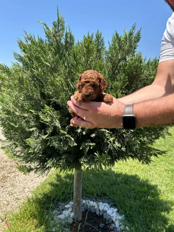 Tea Cup Red Browne Poodle Yavrularımiz