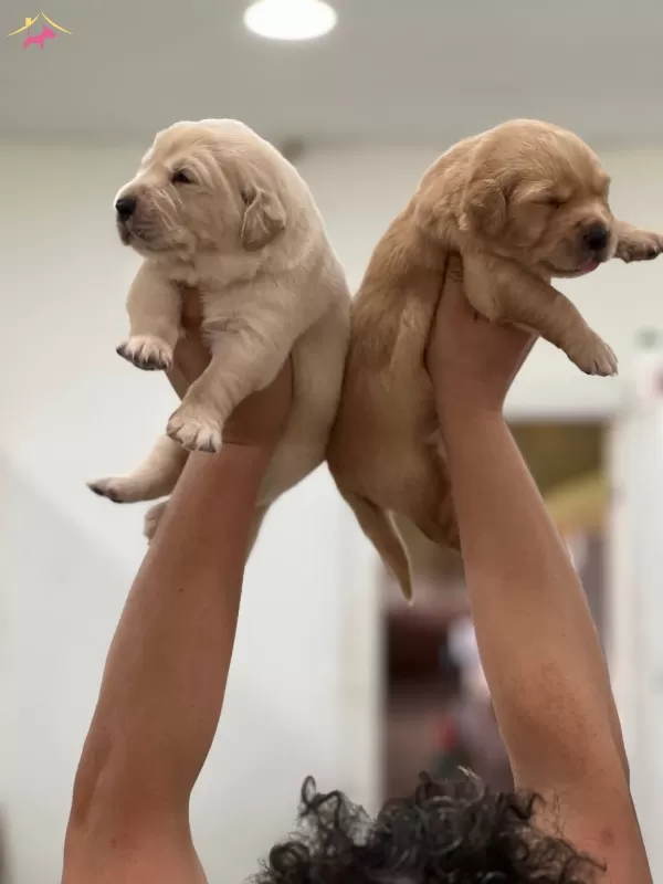 Sevimli Golden Retriever Yavrular