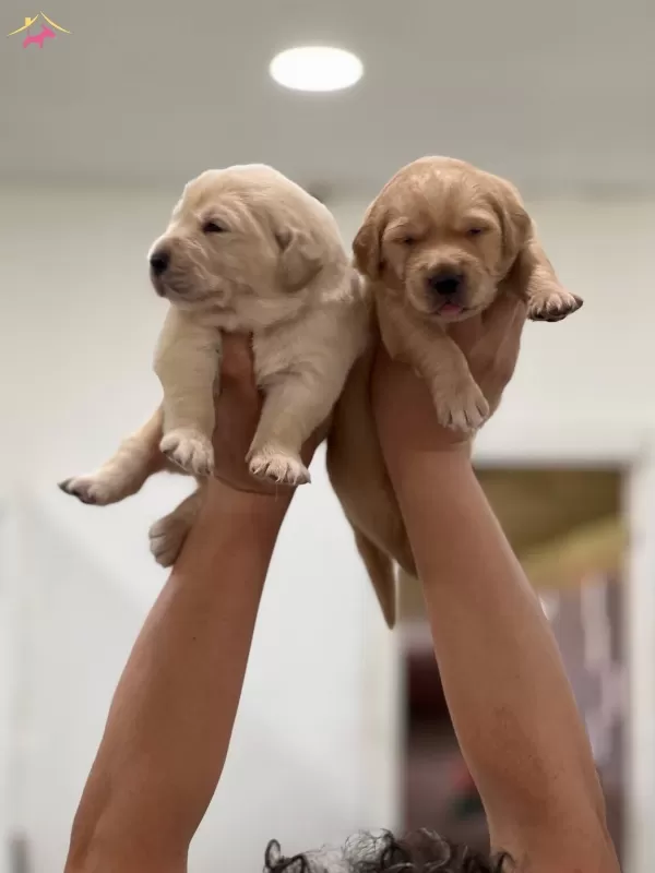 Sevimli Golden Retriever Yavrular