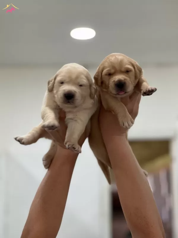 Sevimli Golden Retriever Yavrular