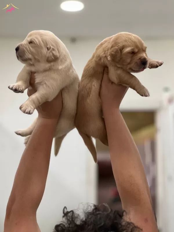 Sevimli Golden Retriever Yavrular