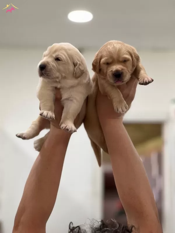 Sevimli Golden Retriever Yavrular