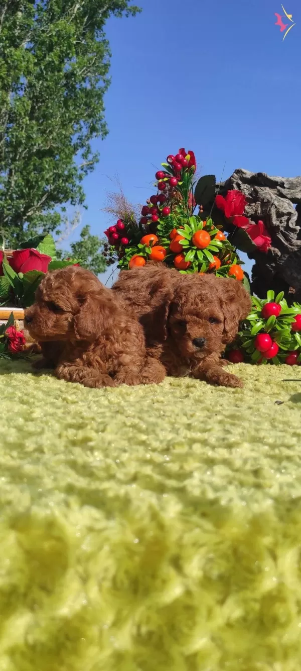 En Hesapli Toy Poodle Yavrular