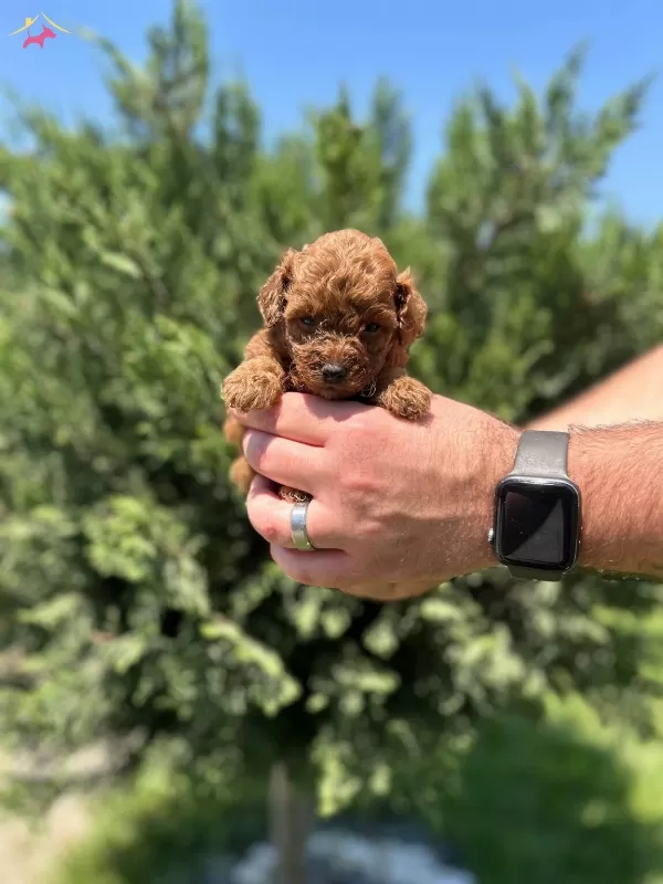 Irk Garantili Toy Poodle Bebekler
