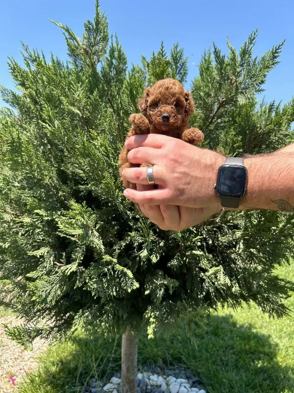 Irk Garantili Toy Poodle Bebekler