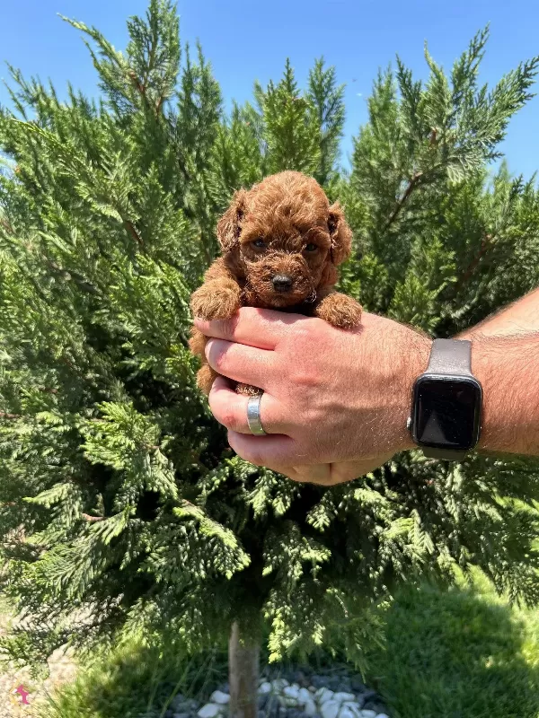 Irk Garantili Toy Poodle Bebekler