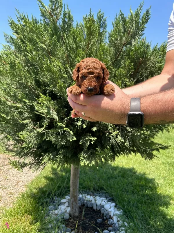 Irk Garantili Toy Poodle Bebekler