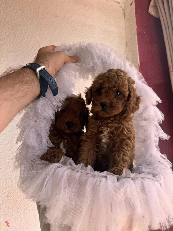 Bayram Sekeri Orjinal Toy Poodle Yavrularım