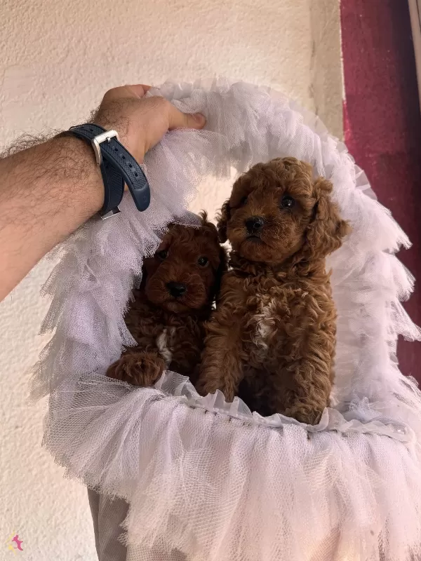 Bayram Sekeri Orjinal Toy Poodle Yavrularım
