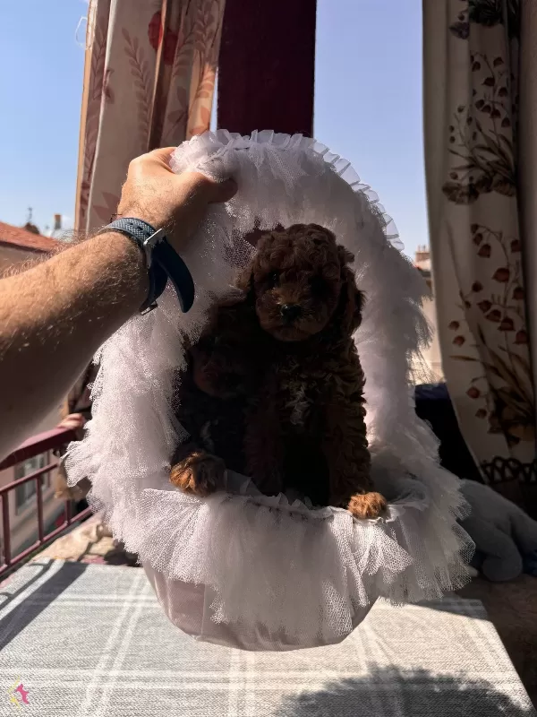 Bayram Sekeri Orjinal Toy Poodle Yavrularım