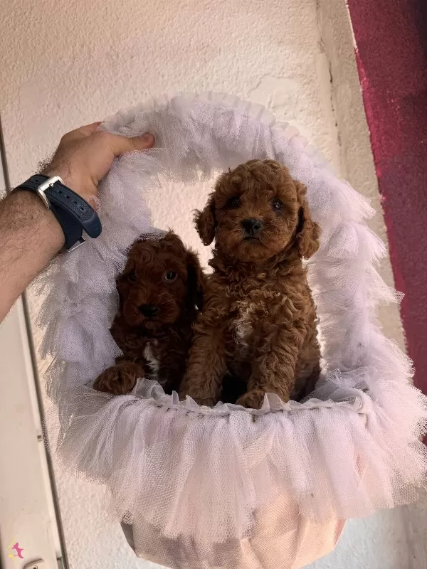 Bayram Sekeri Orjinal Toy Poodle Yavrularım