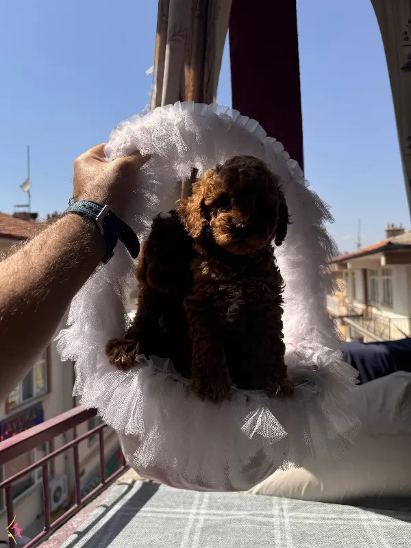 Bayram Sekeri Orjinal Toy Poodle Yavrularım