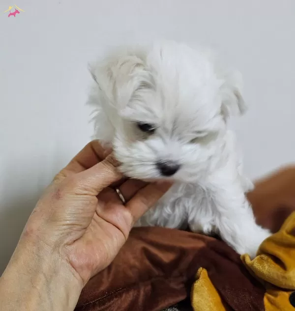 Korekan Maltese Yavrularımiz