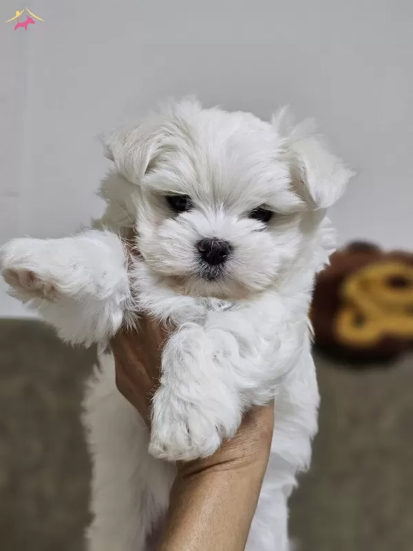 Korekan Maltese Yavrularımiz
