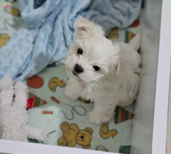 Korekan Maltese Yavrularımiz