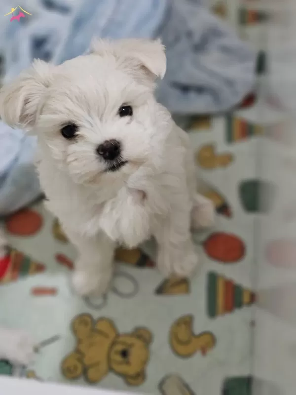 Korekan Maltese Yavrularımiz