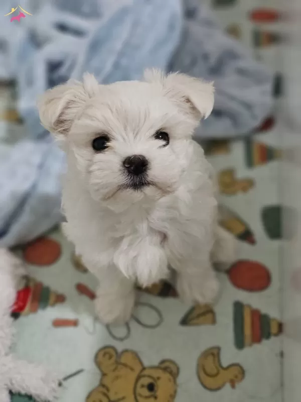 Korekan Maltese Yavrularımiz