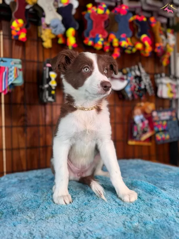 Dunyanın En Zeki Irkı Kızıl Border Collie Yavrularımız