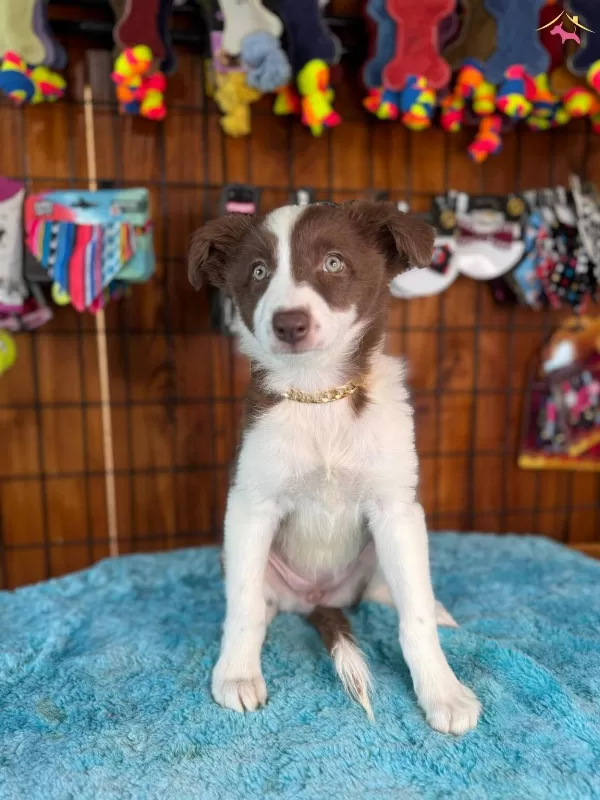 Dunyanın En Zeki Irkı Kızıl Border Collie Yavrularımız