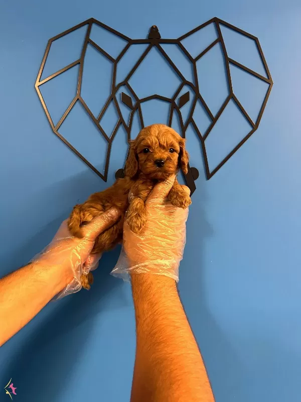 Irk Garantili Orijinal Maltipoo Bebekler