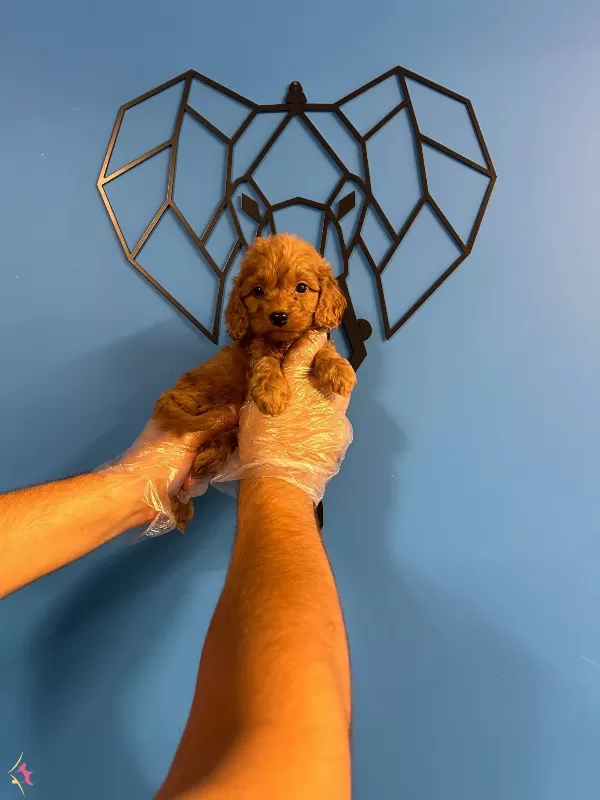 Irk Garantili Orijinal Maltipoo Bebekler