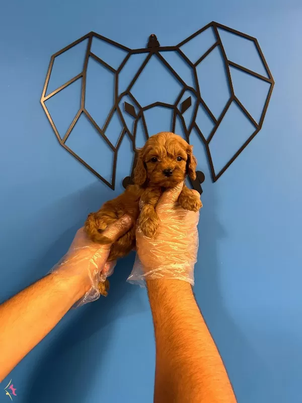 Irk Garantili Orijinal Maltipoo Bebekler
