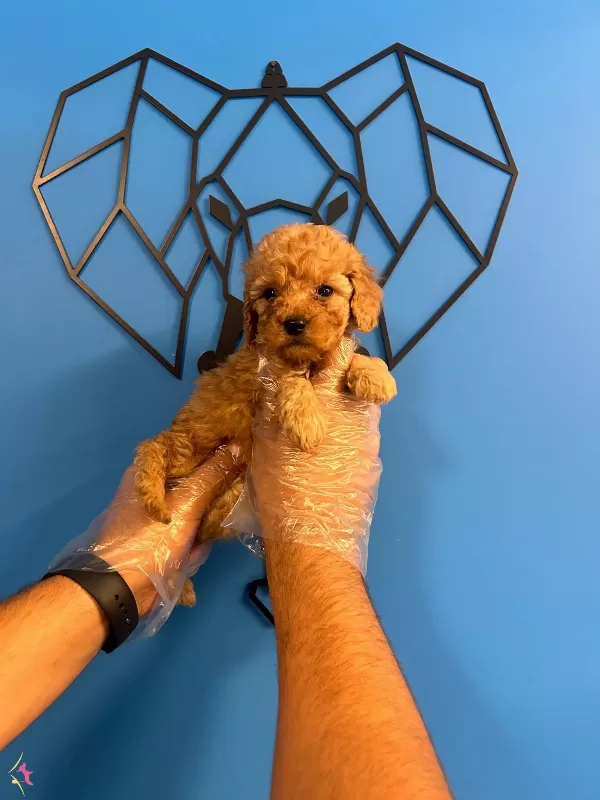 Irk Garantili Toy Poodle Bebekler