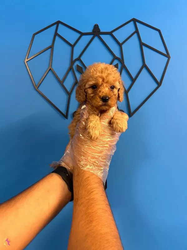 Irk Garantili Toy Poodle Bebekler
