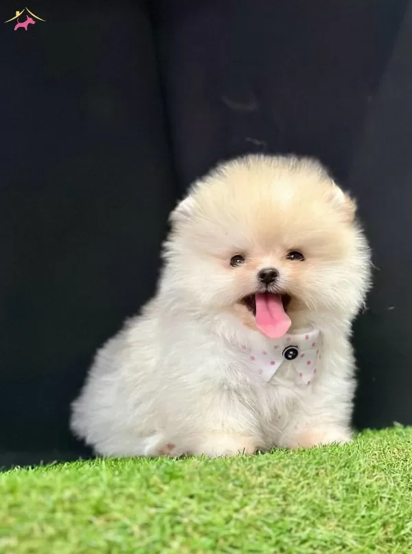 Pomeranian Boo Teddy Bear Safkan Yavrularımız