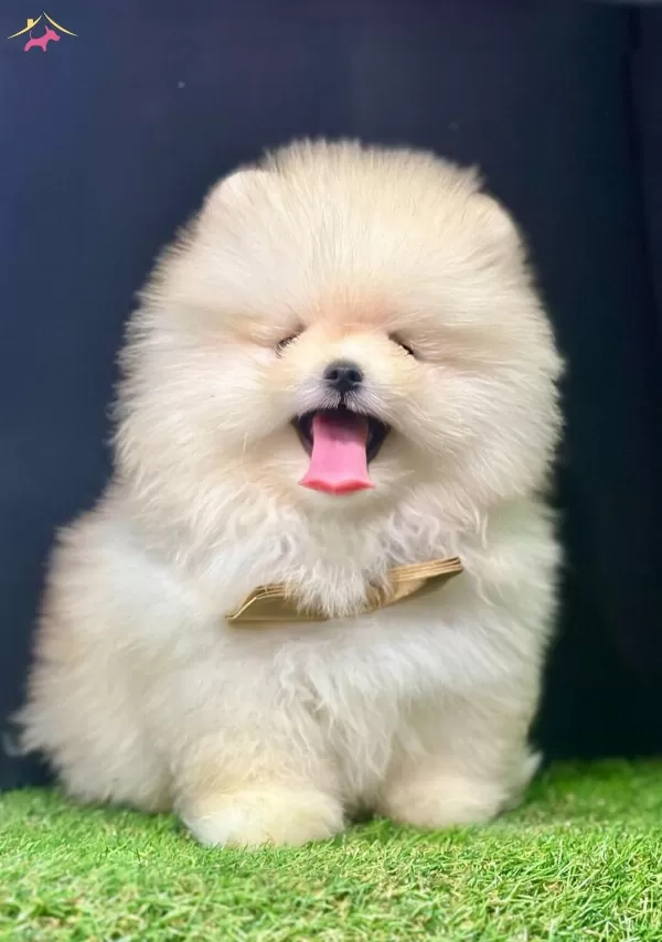 Pomeranian Boo Teddy Bear Safkan Yavrularımız