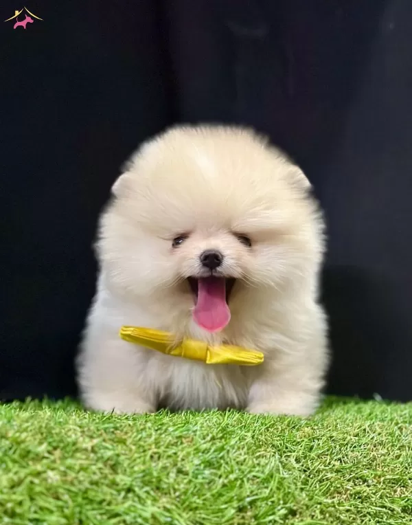 Pomeranian Boo Teddy Bear Safkan Yavrularımız