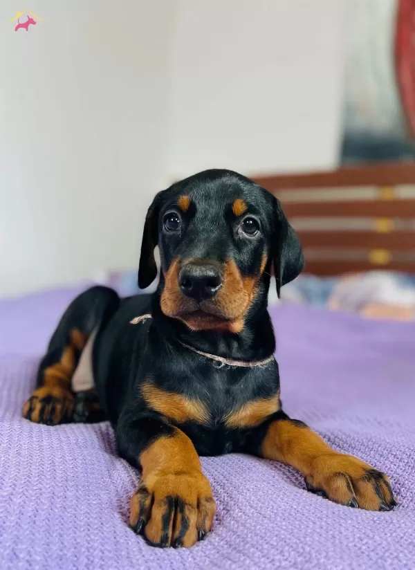 Irkının En Asili Doberman Yavrularım