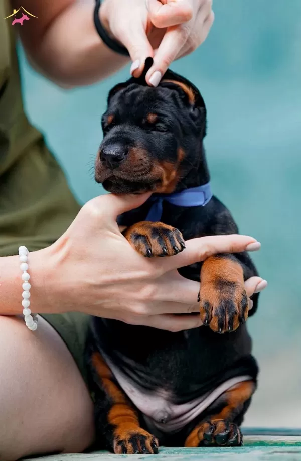 Irkının En Asili Doberman Yavrularım