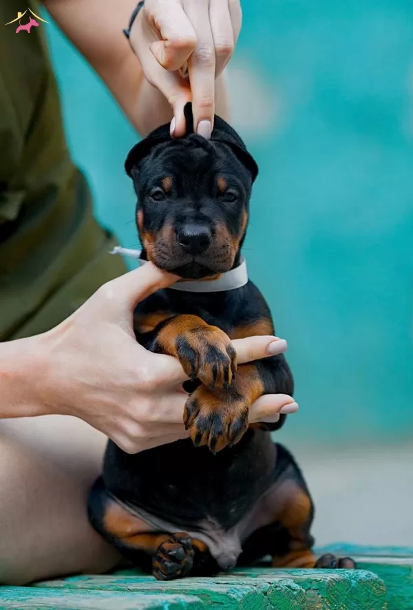 Irkının En Asili Doberman Yavrularım