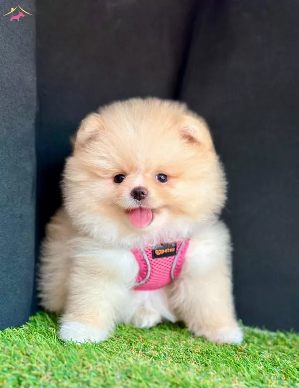 Orijinal Boo Suratli Pomeranian Yavrular