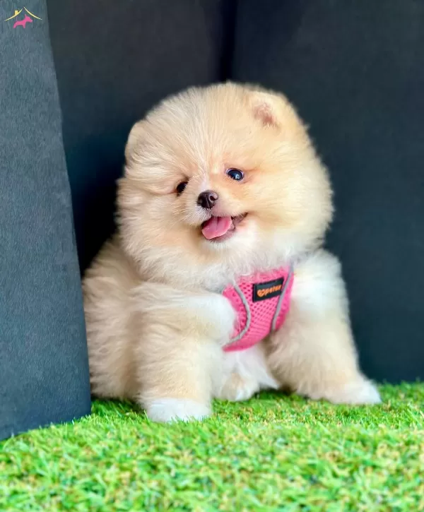Orijinal Boo Suratli Pomeranian Yavrular
