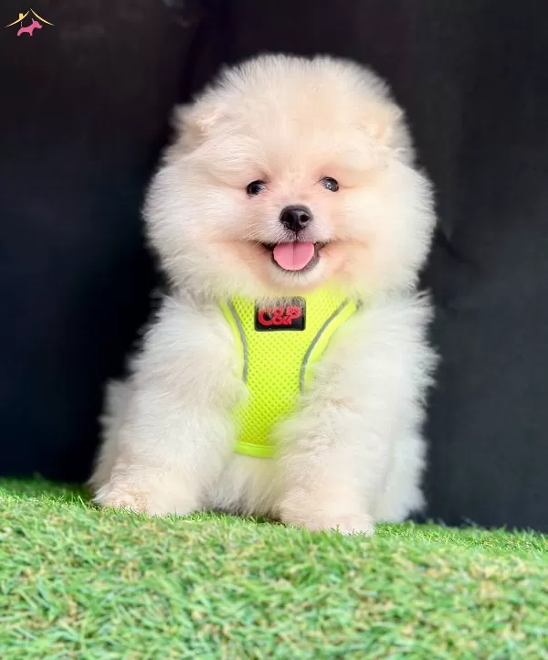 Orijinal Boo Suratli Pomeranian Yavrular